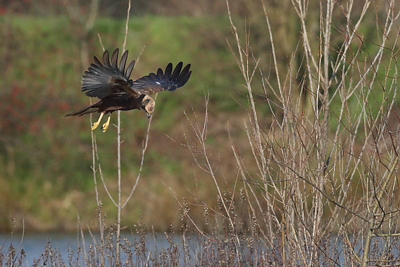 Uno splendido rapace- falco di palude-
